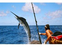 Las Galeras Deep Sea Sport Fishing