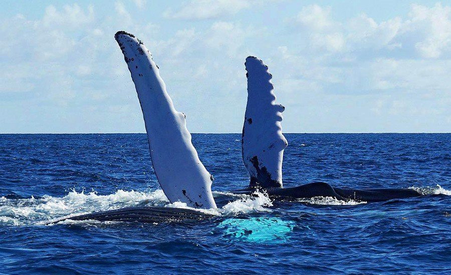 Excursion Baleines Samana a partir de Las Terrenas.